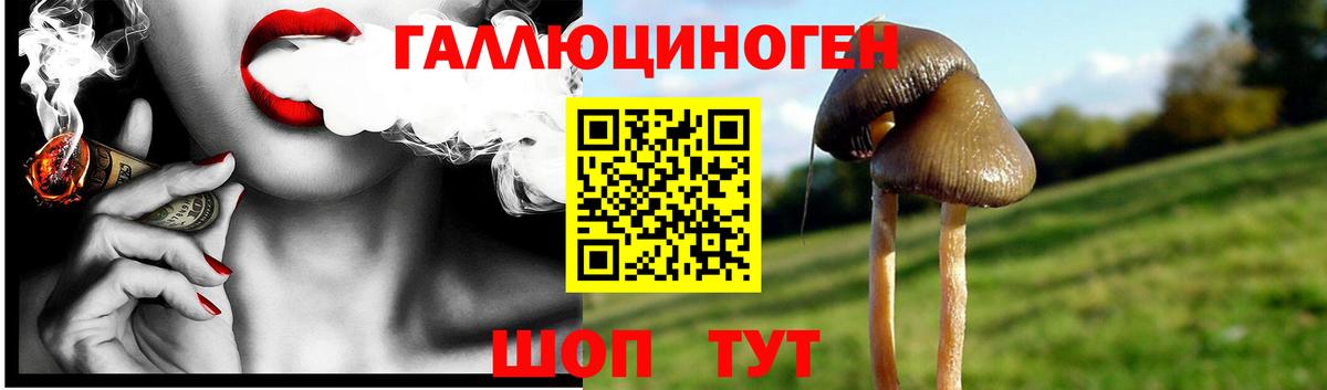 Псилоцибиновые грибы Psilocybe Ижевск